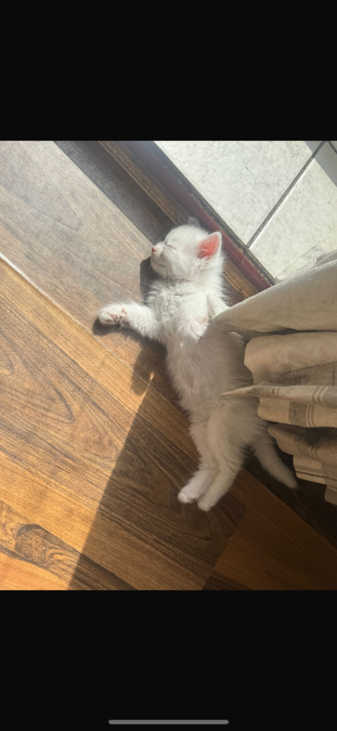Kittens / Mixed breed 