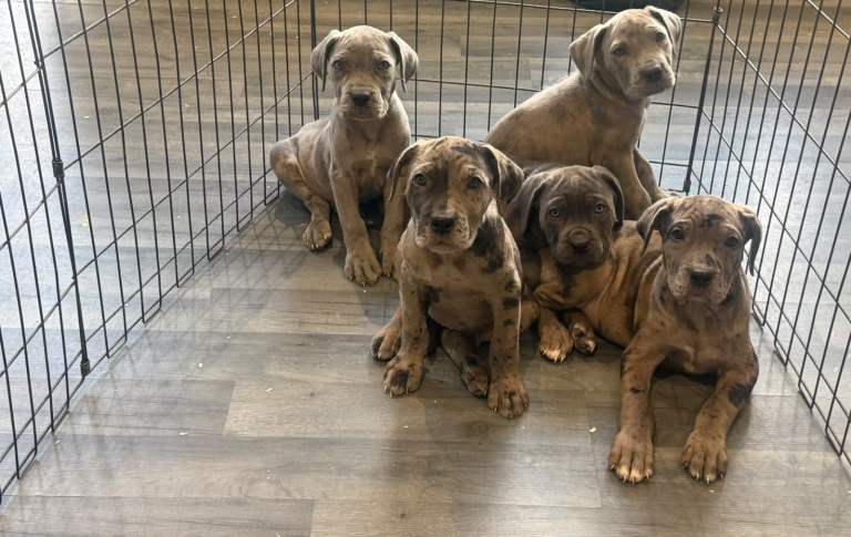 Cane corso puppy's 
