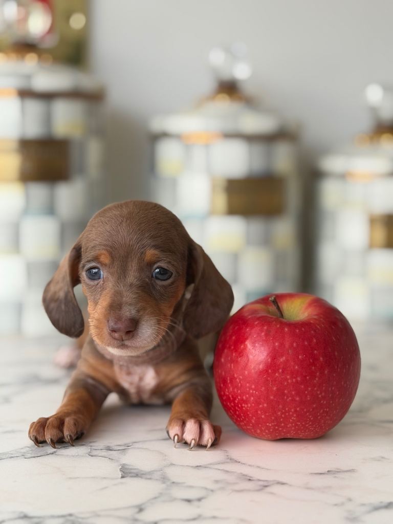 *💫Super miniature dachshund 💫💫🐾 *