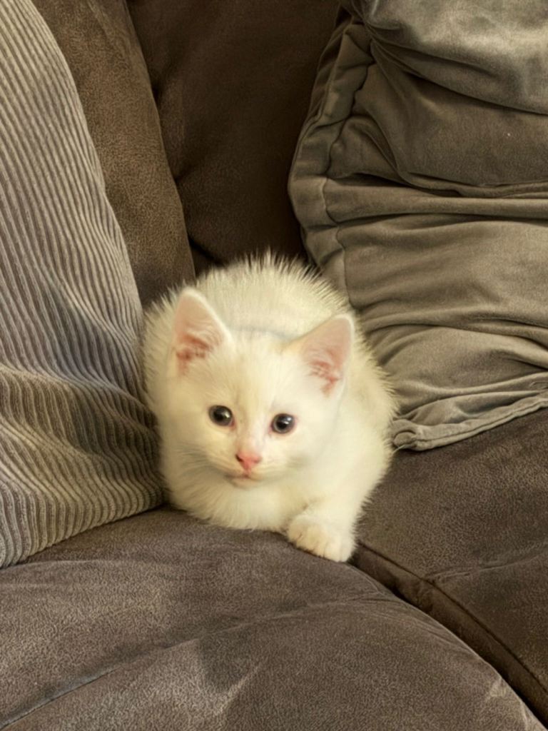 Beautiful white kitten
