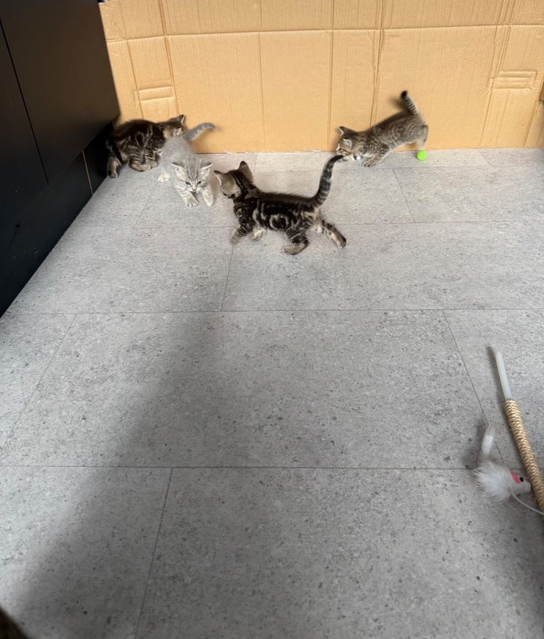 Adorable kittens 