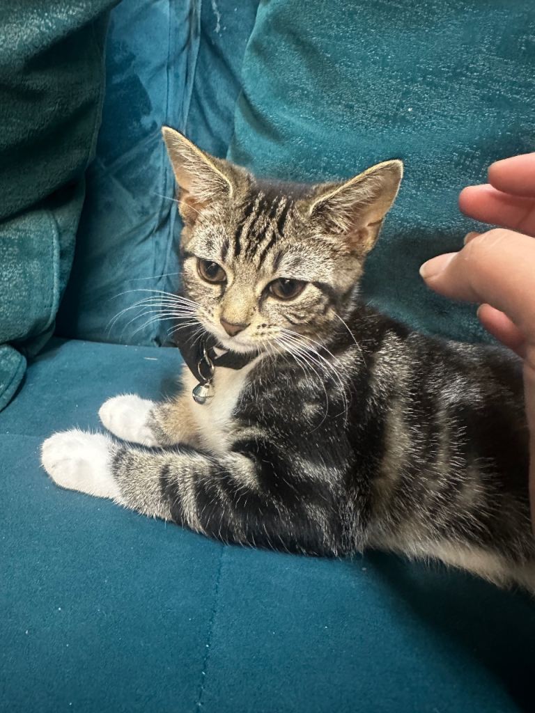Playful Tabby Kitten Looking for a Loving Home