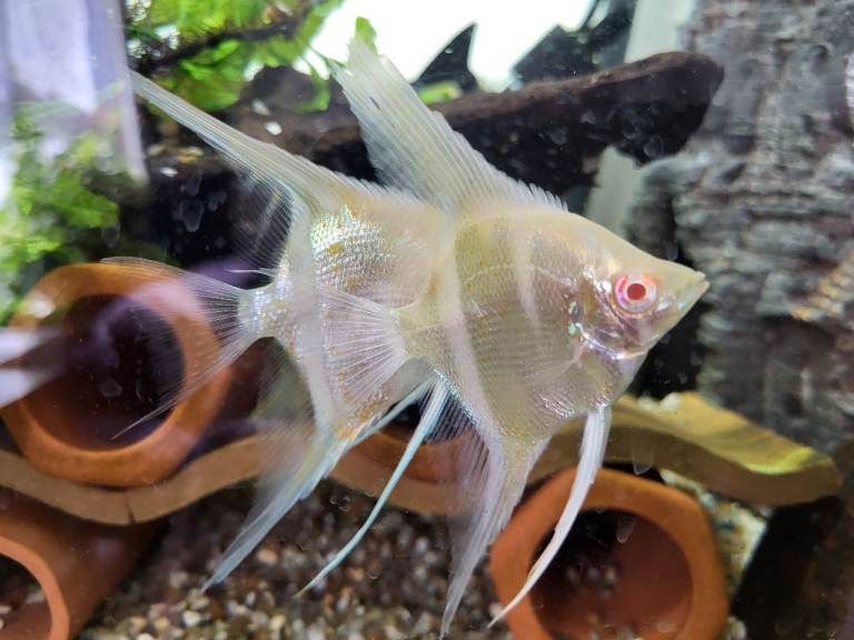 Rare Angles, Guppy, Rams, Corys + more