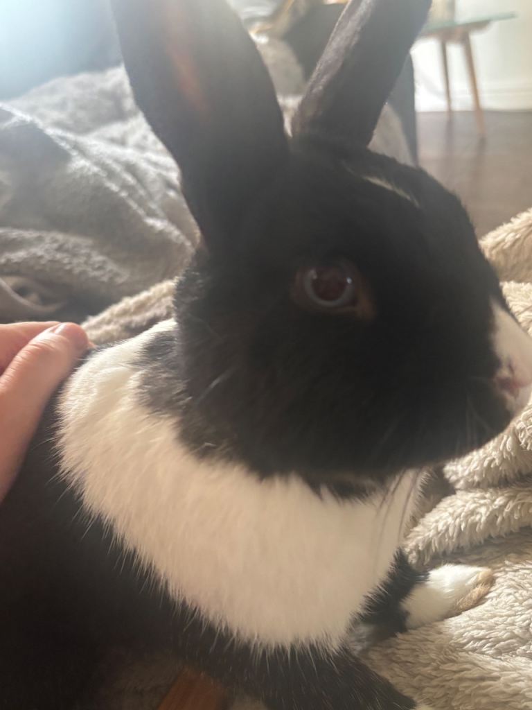 Sweet female bunny looking for loving home 
