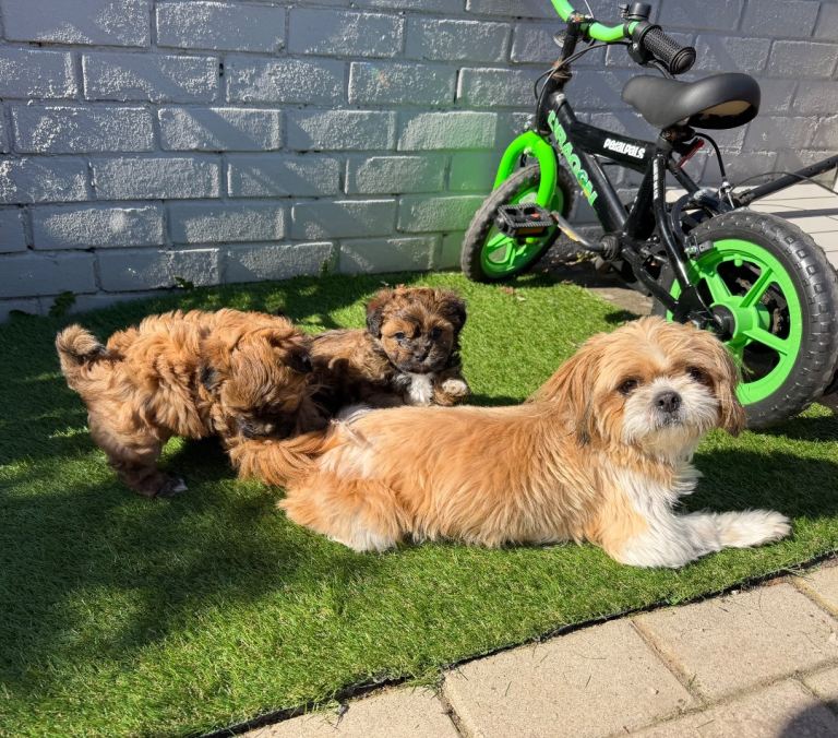 2 Beautiful puppies lookimg for a loving family