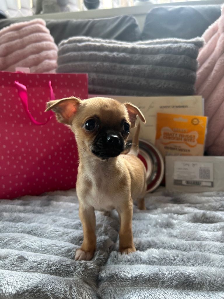 Pedigree chihuahua girl, READY TO LEAVE NOW  