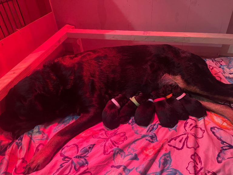 🐶 PURRBRED ROTTWEILER PUPPIES 🐶