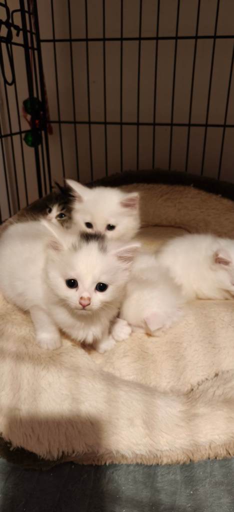 White Kittens (One mixed gray)
