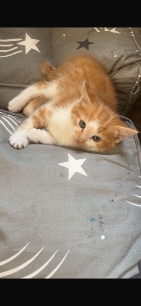2 Ginger Kittens 8 weeks old