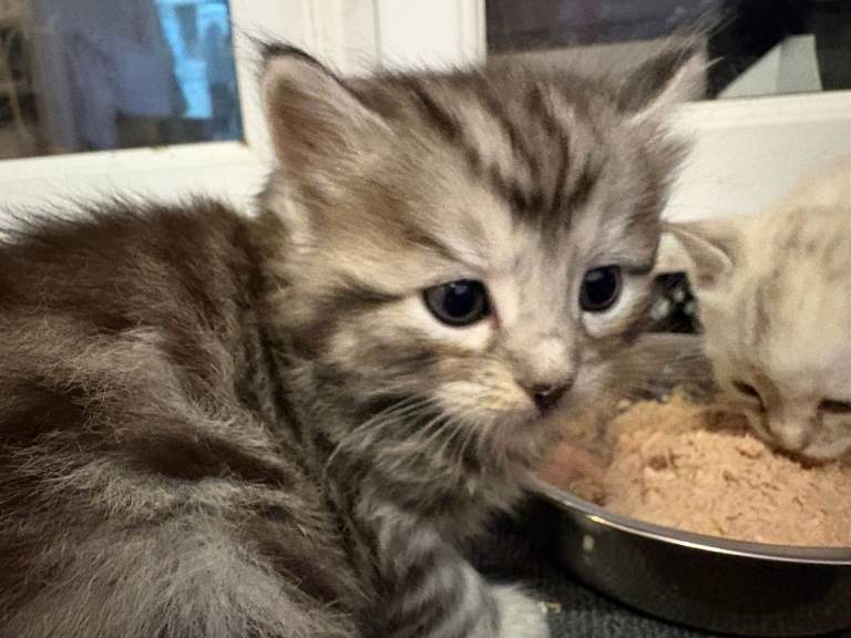 Bengal Cross kittens available 27th March . 3 Grey & 2 Snow Bengals