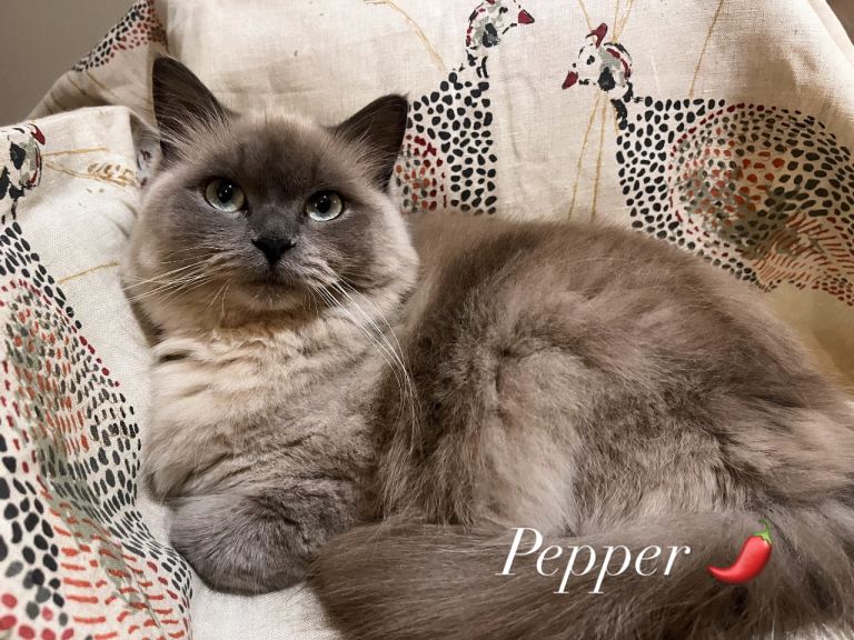 Stunning Blue mink ragdoll babies! 😻😻