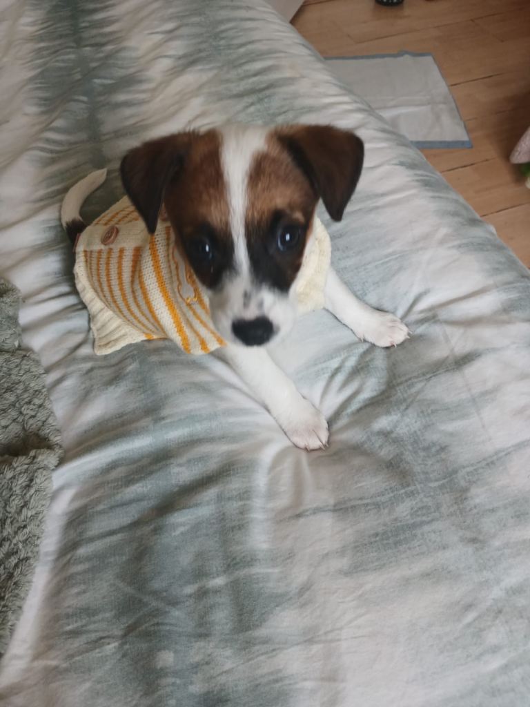 Miniature Jack Russell Puppy — Girl, 11 Weeks Old