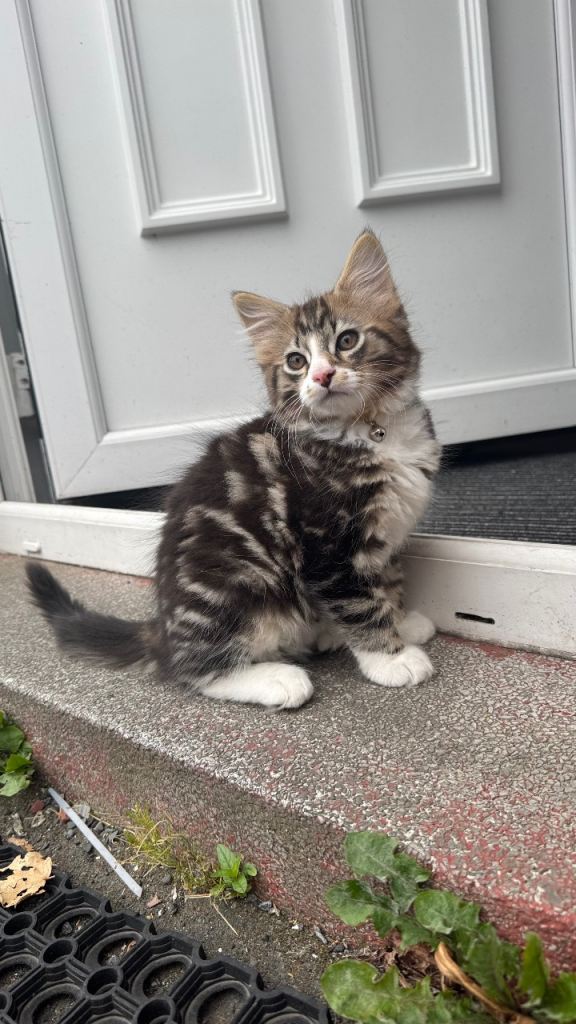🐾 Male Kitten For Sale 🐾 