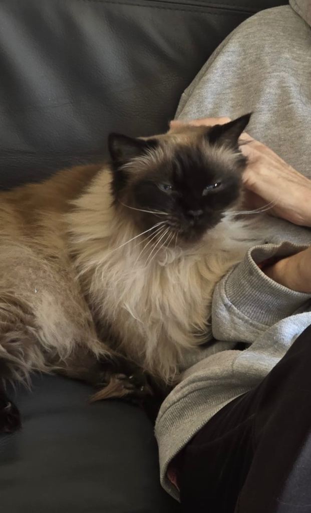MISSING CAT