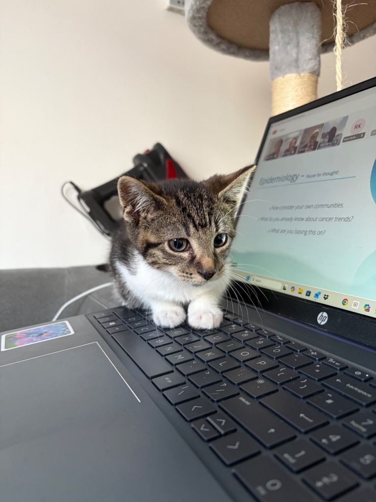 13 week old kitten for sale £80