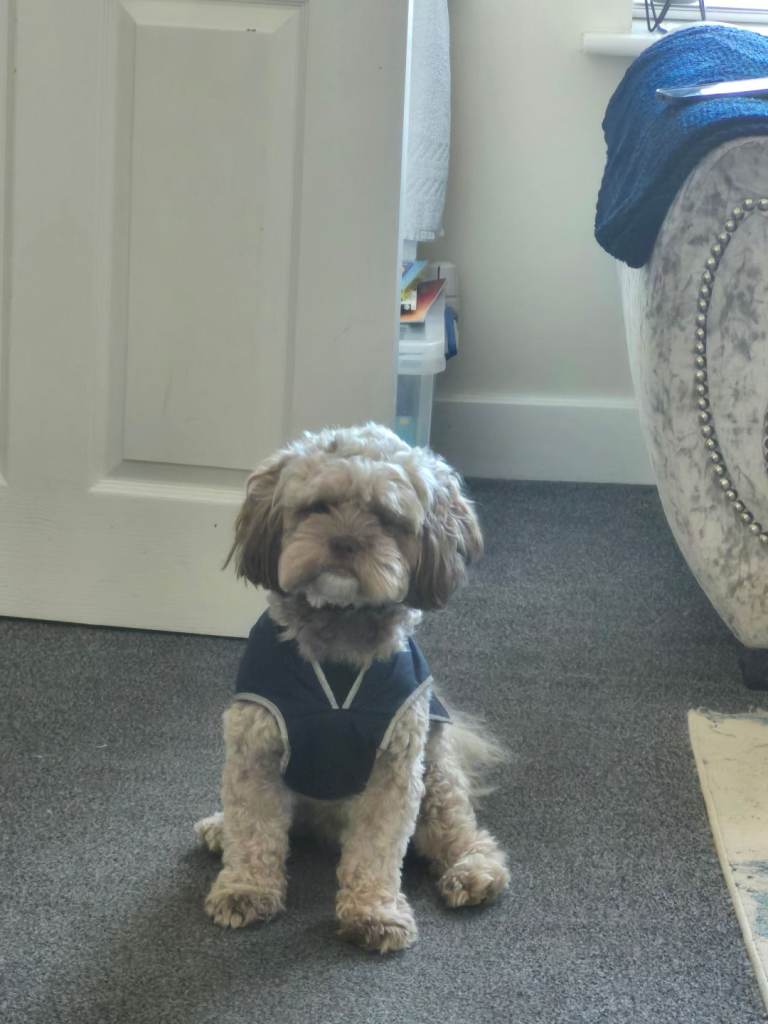 Shitzu/ poodle male 
