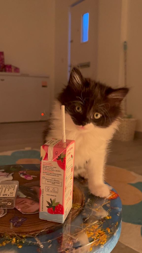 Very cuddly kitten for sale