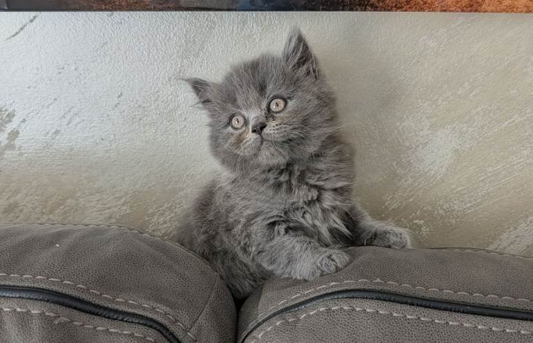 Beautiful British Shorthair Kittens – Ready for Their New Homes