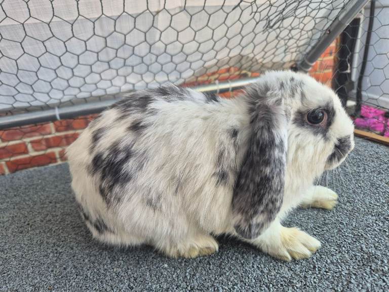 3 x 12 week old mini lop boys