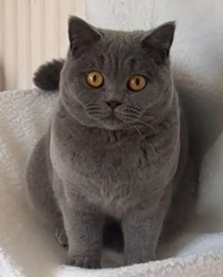 Grey British Shorthair Female 