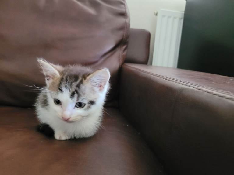 Ragdoll maine-coon x Blue Russian kittens ready for forever homes £300