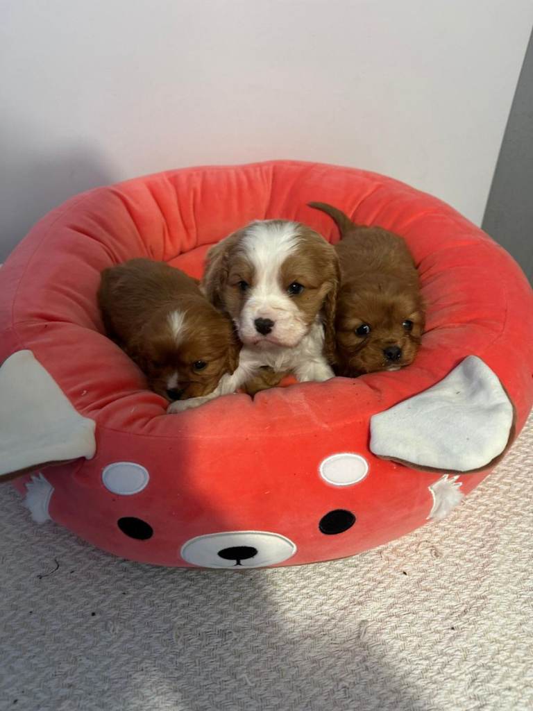 Cavalier puppies 