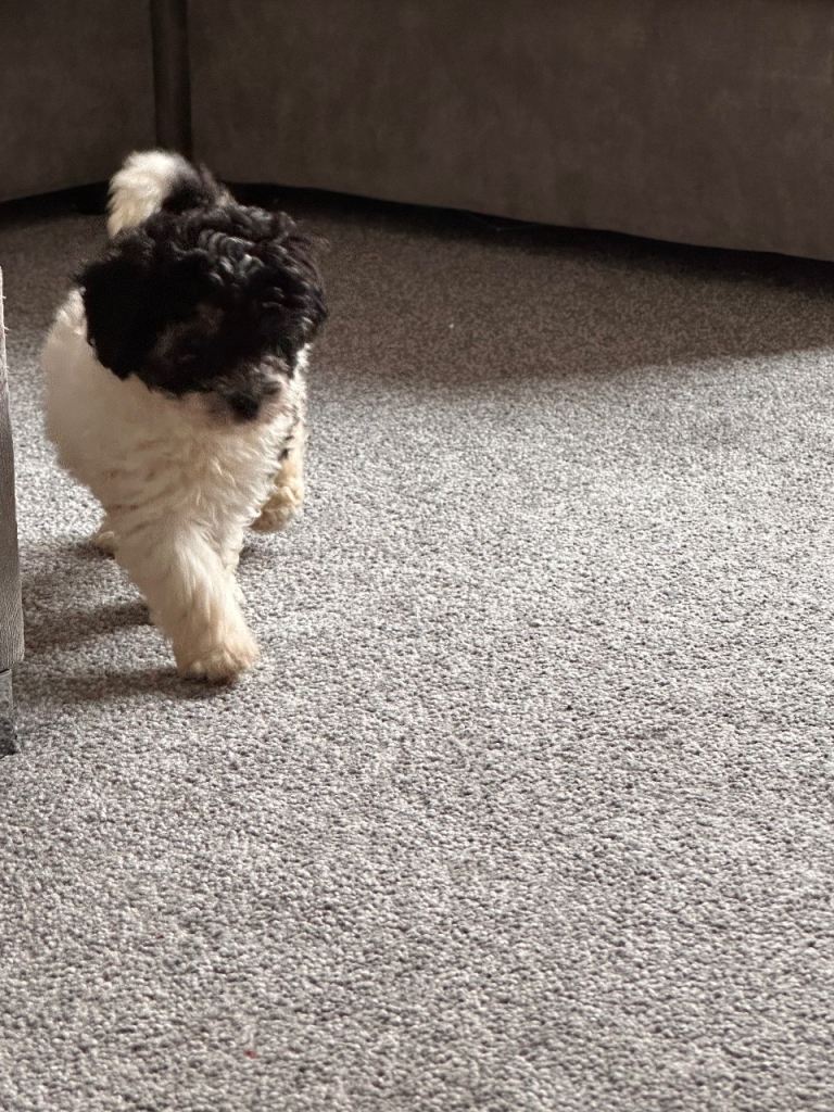 Beautiful Rare F1b Cavapoo Boy