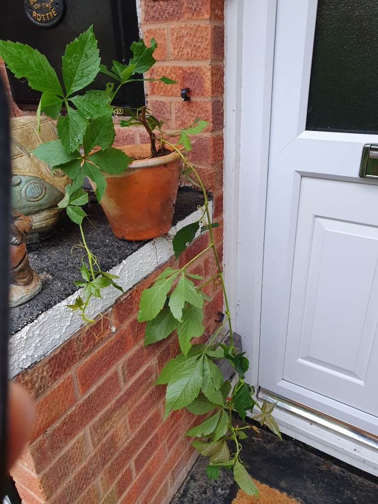 Russian vine plant