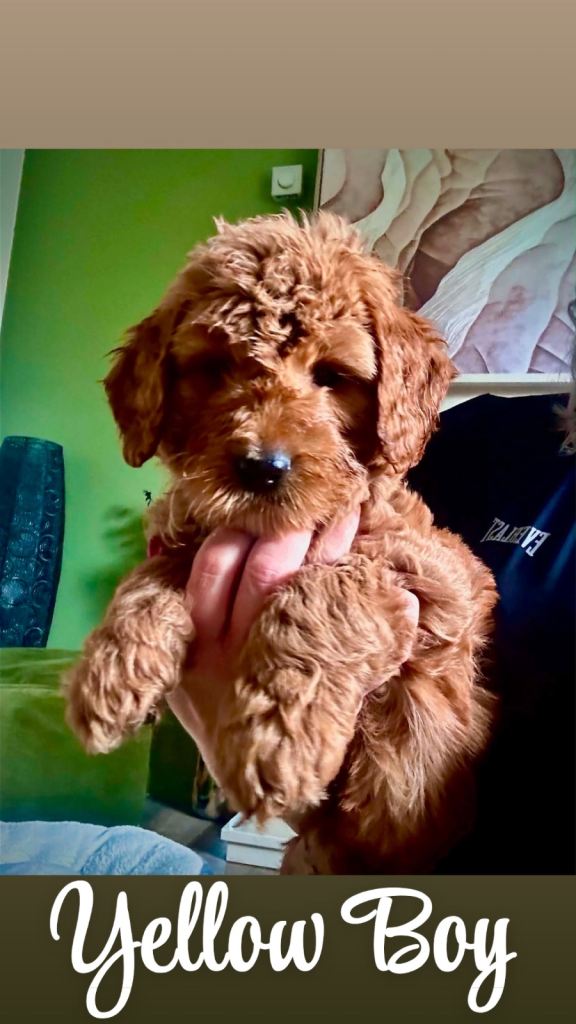 Goldendoodle/ Australian Double Doodle 
