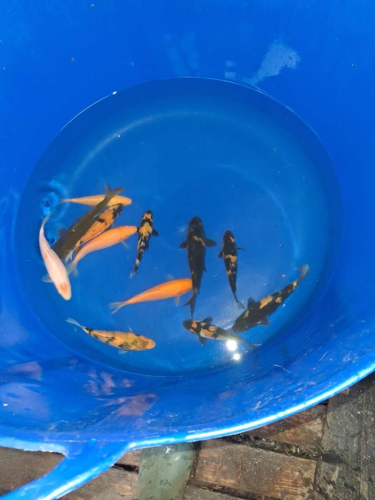 koi carp for sale