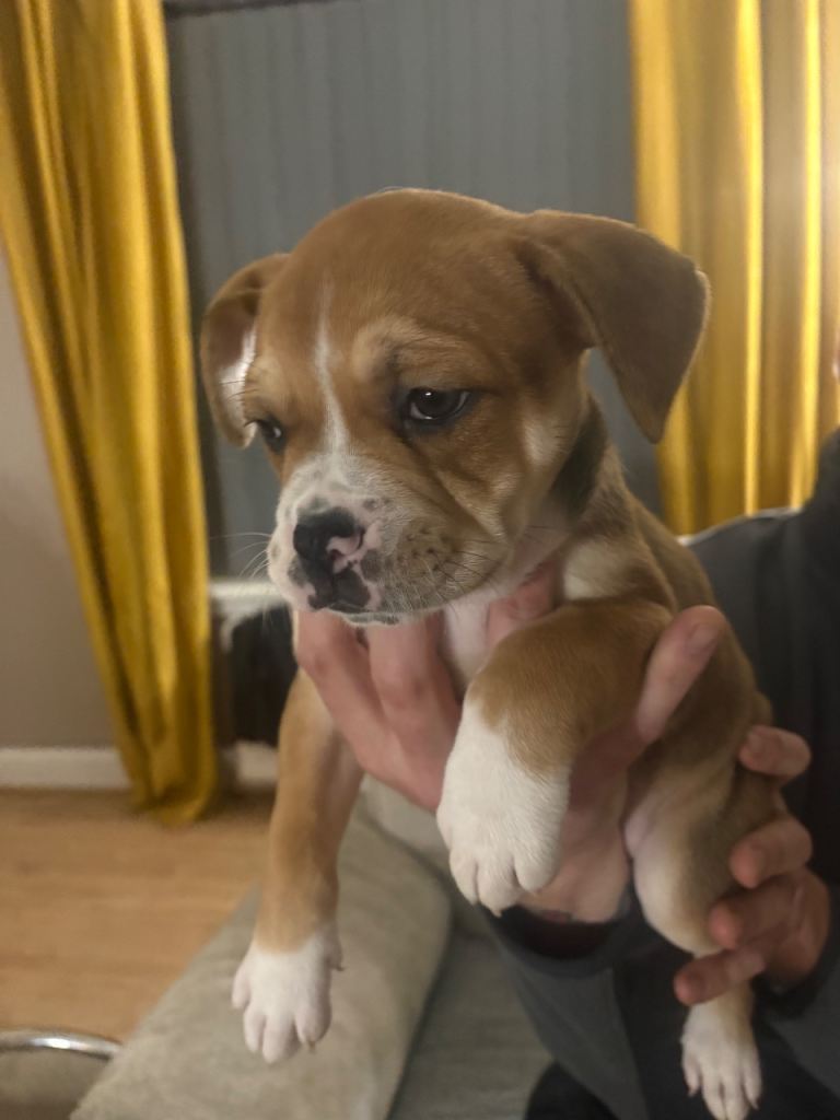 American bulldog cross staffy pup