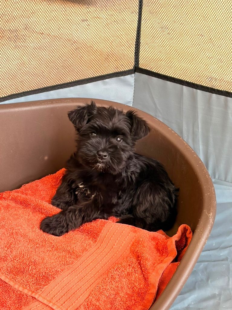  🔥 KENNEL CLUB 🔥 REGISTERED MINIATURE SCHNAUZER 