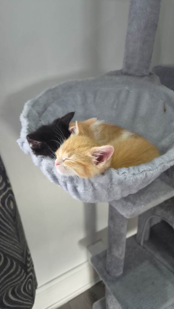 2 Ginger Kittens need loving homes 