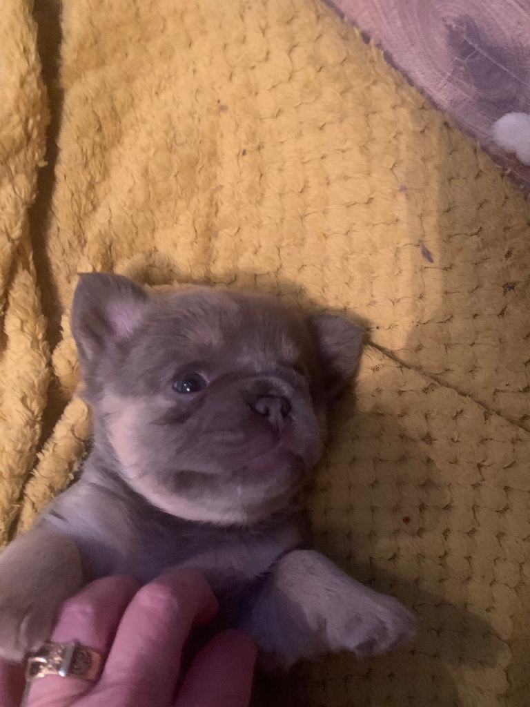 Quality fluffy French Bulldog pups 