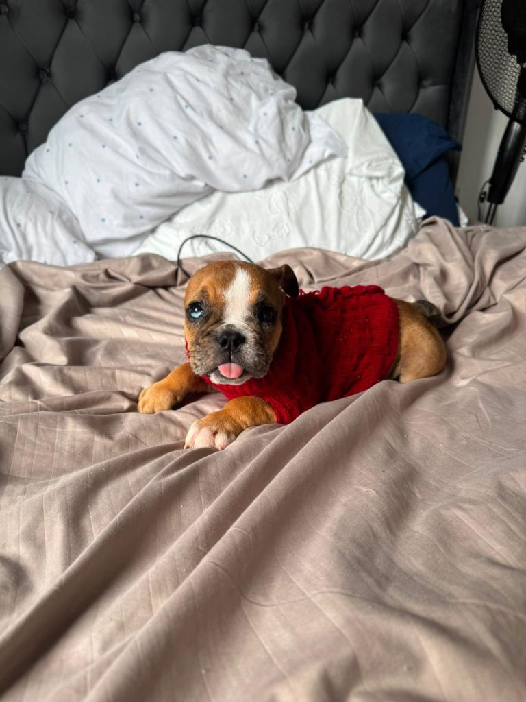  🐾 13-Week-Old Female English Bulldog Puppy – £1,000 🐾