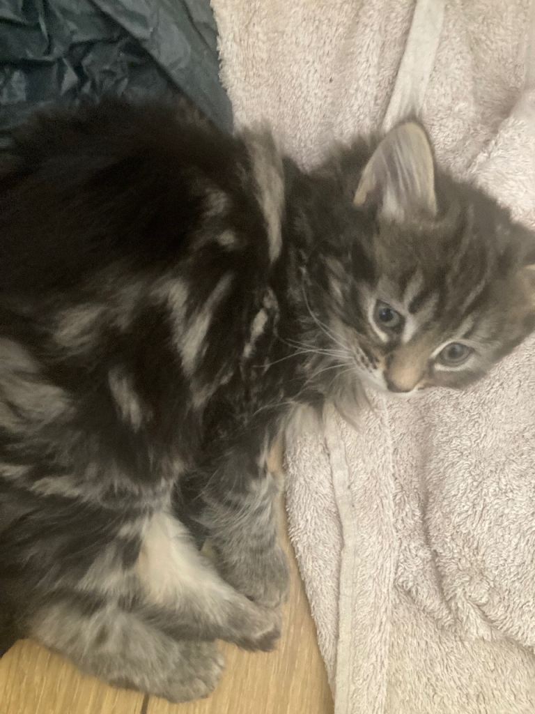 Kittens