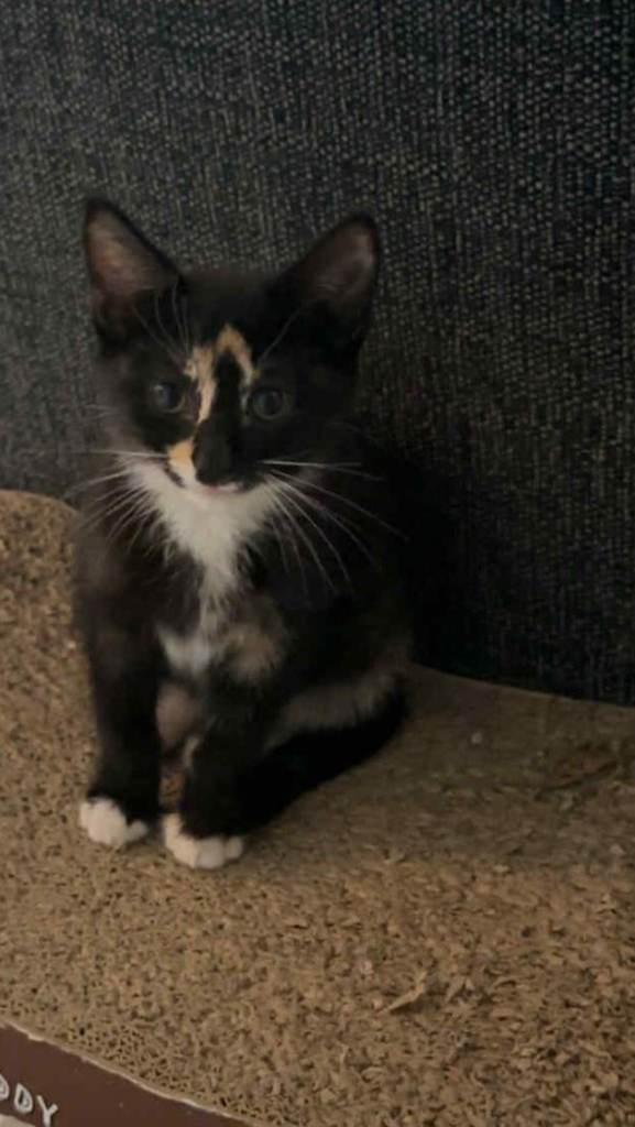 Female kitten for sale