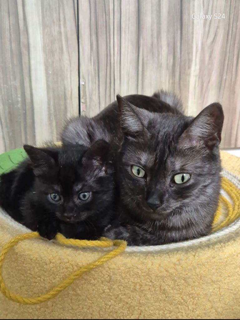 Black smoke tabby kitten 