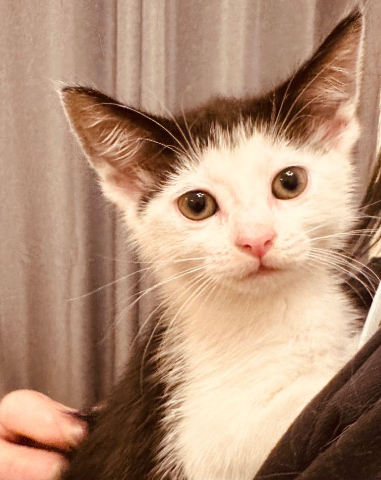 8 week year old kitten boy for sale 