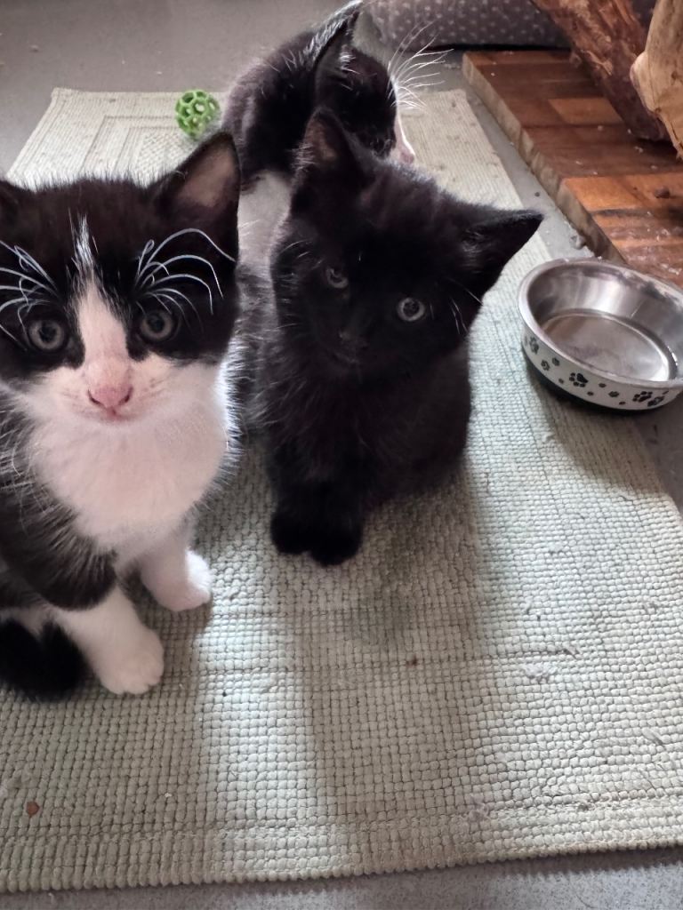 Kittens for sale