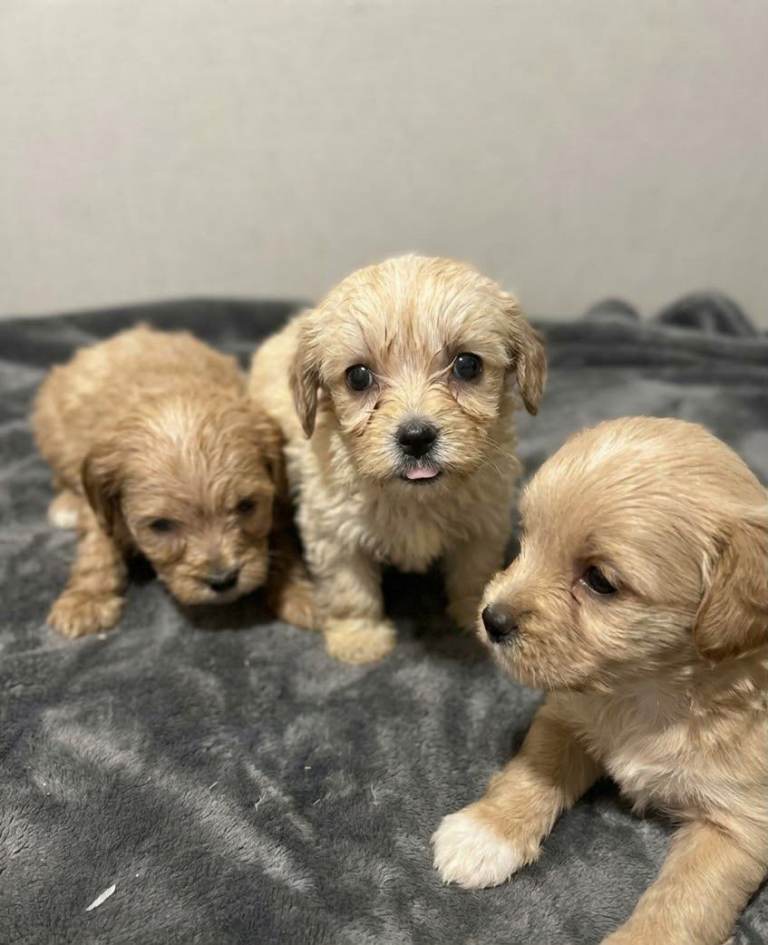 Beautiful cockapoo puppies