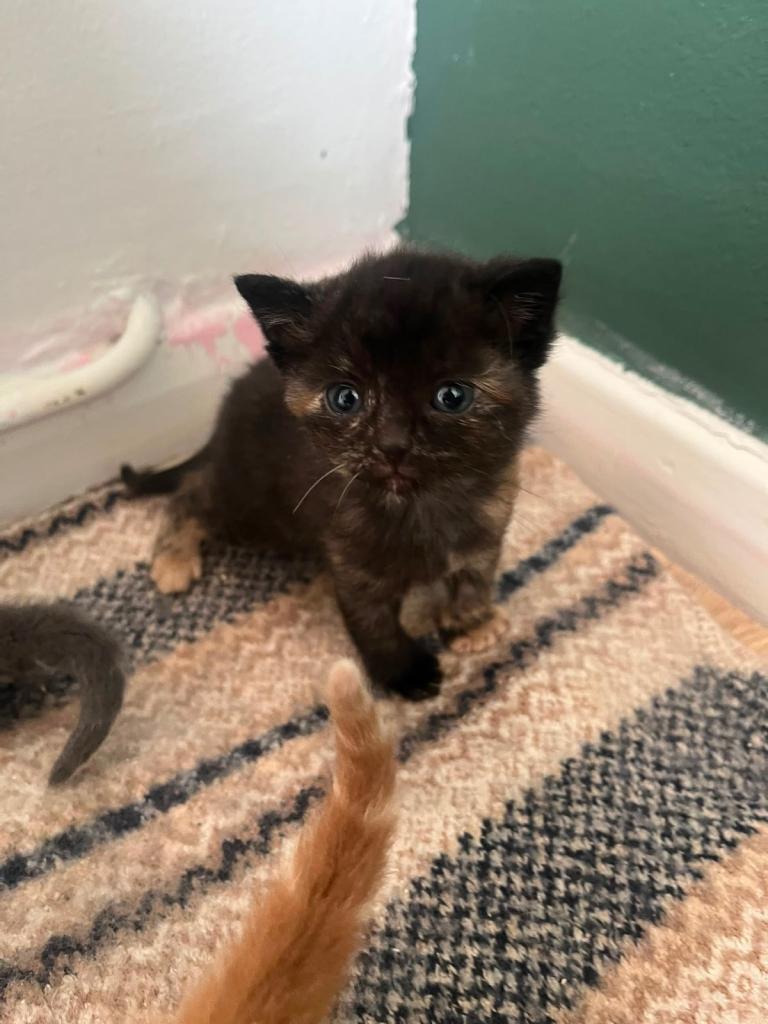 Kitten ready to leave 