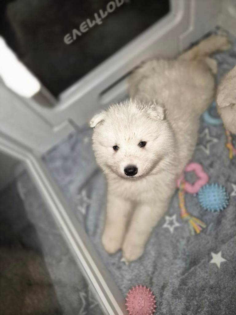 Samoyed puppies