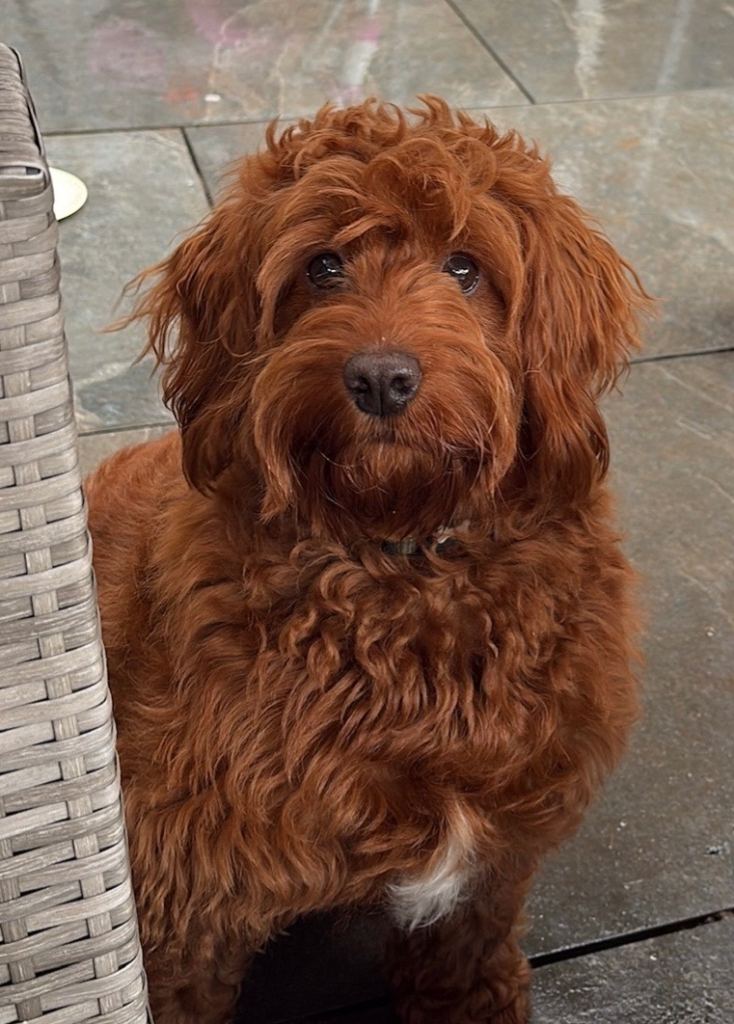 Male Cavapoo for sale £750 ono
