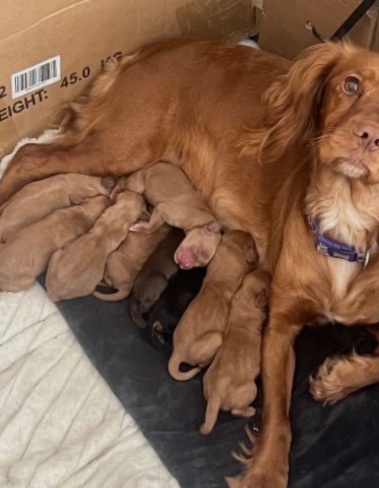Beautiful Cockapoo Puppy – 8 Weeks Old – Full Puppy Setup Included