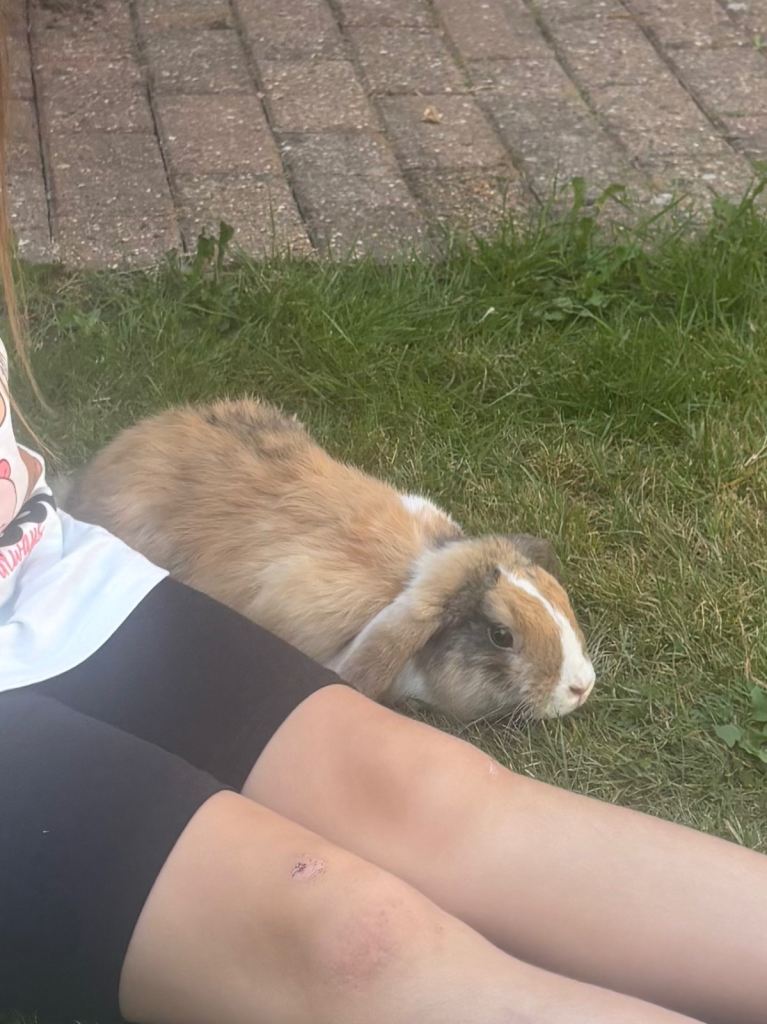 Male lop bunny