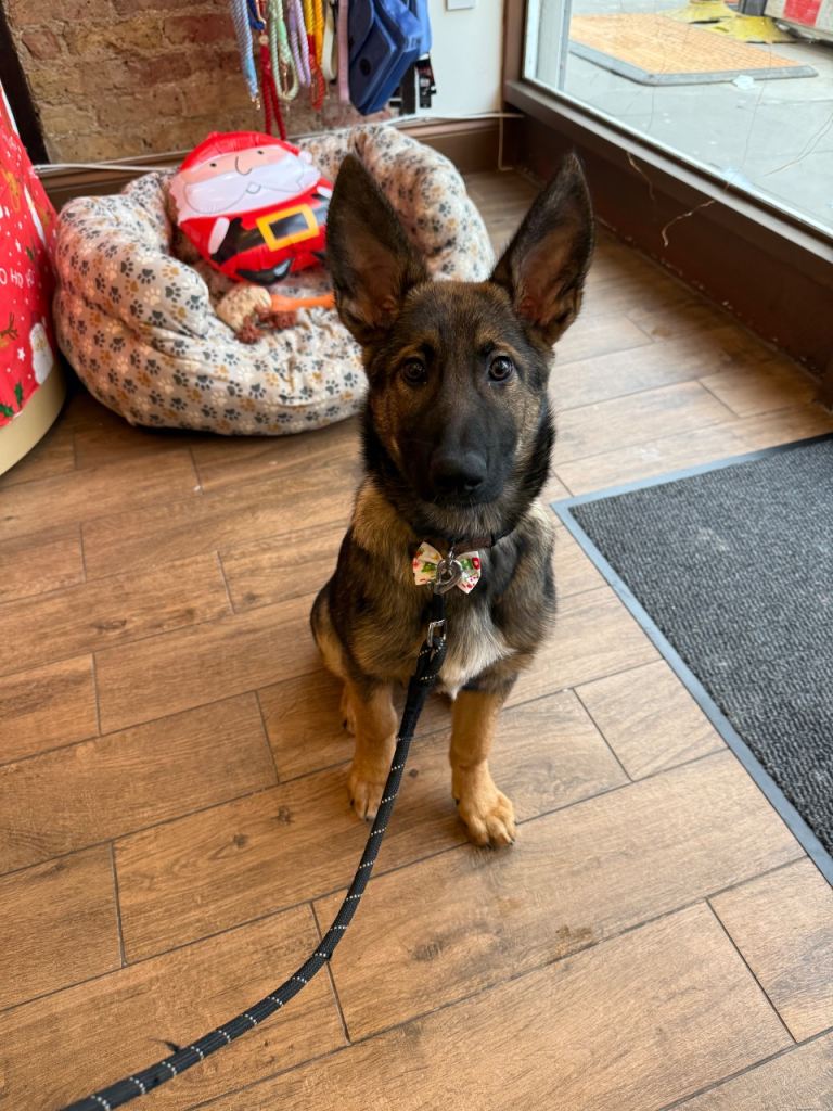 Female Belgian Malinois puppy for sale