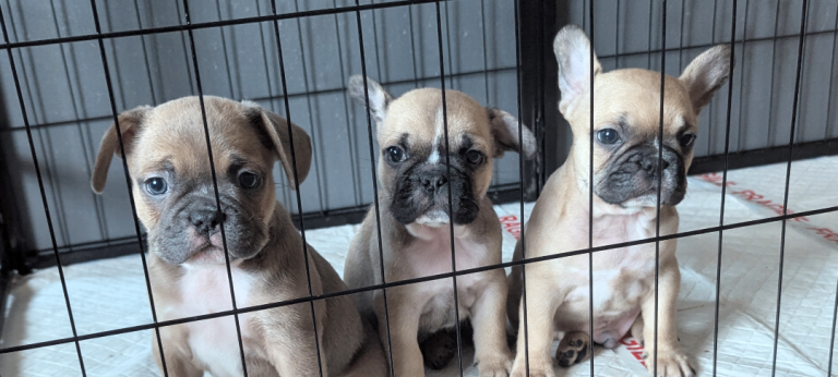 French bulldog puppies 