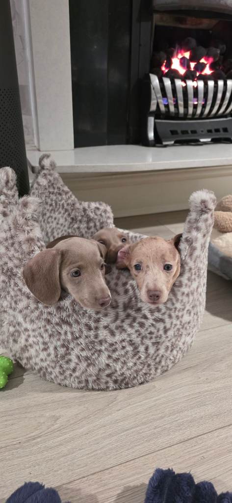 Pedigree miniature dachshund NO PAYMENT PLANS! 