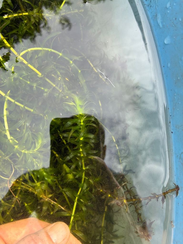 Aquarium Pond Oxygenating Plant